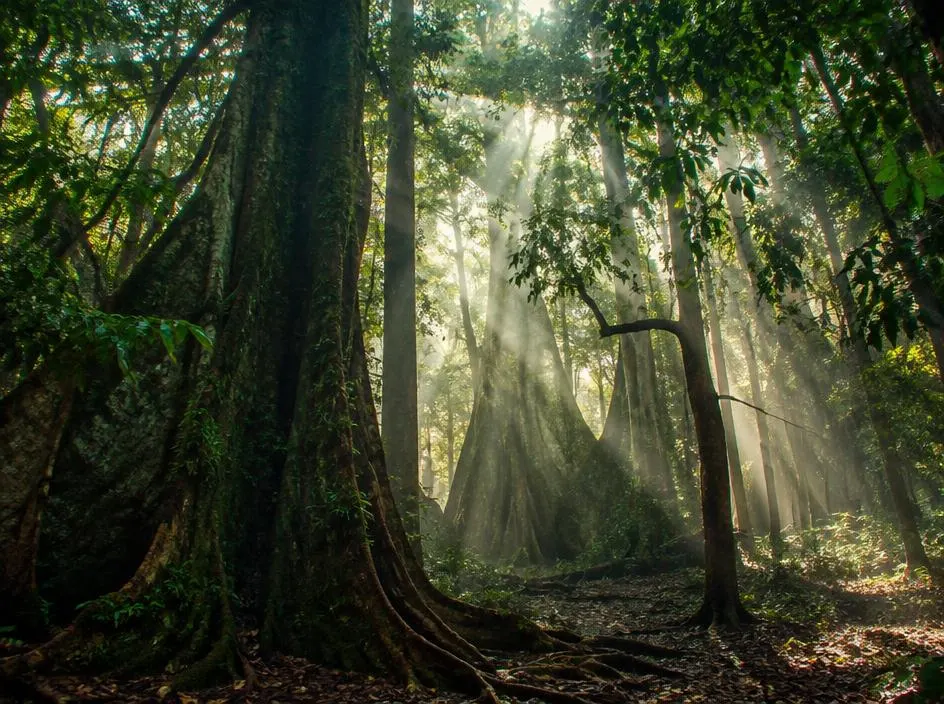 La forêt sacrée d'Oussouye